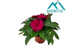 Impatiens colorpower purple blue