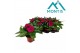 Impatiens colorpower purple blue 