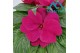 Impatiens colorpower purple blue 