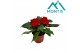 Impatiens kleni05058 Fire 