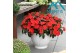 Impatiens kleni05058 Fire 