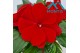 Impatiens kleni05058 Fire 
