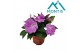 Impatiens colorpower lavender 
