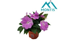 Impatiens colorpower lavender