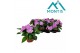Impatiens colorpower lavender 