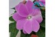 Impatiens colorpower lavender 