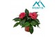 Impatiens colorpower salmon Salmon Pink 