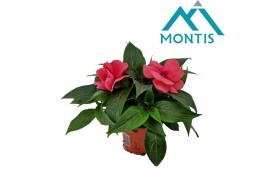 Impatiens colorpower salmon Salmon Pink