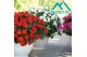 Impatiens colorpower salmon Salmon Pink 