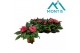Impatiens colorpower salmon Salmon Pink 