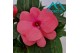 Impatiens colorpower salmon Salmon Pink 