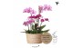 Phalaenopsis Kolibri Orchids Field - 6 tak Violet - Reed Basket 