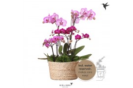 Phalaenopsis Kolibri Orchids Field - 6 tak Violet - Reed Basket