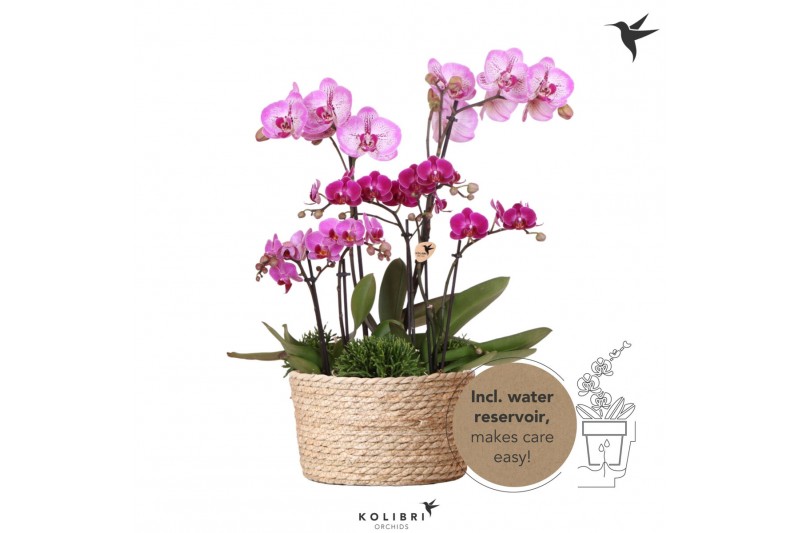 Phalaenopsis Kolibri Orchids Field - 6 tak Violet - Reed Basket 