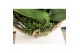 Phalaenopsis Kolibri Orchids Field - 6 tak Violet - Reed Basket 