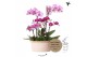 Phalaenopsis Kolibri Orchids Field - 6 tak Violet - White Basket 