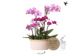 Phalaenopsis Kolibri Orchids Field - 6 tak Violet - White Basket