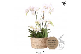 Phalaenopsis Kolibri Orchids Field - 6 tak White - Reed Basket