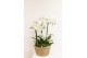 Phalaenopsis Kolibri Orchids Field - 6 tak White - Reed Basket 