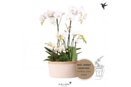 Phalaenopsis Kolibri Orchids Field - 6 tak White - White Basket