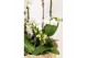 Phalaenopsis Kolibri Orchids Field - 6 tak White - White Basket 