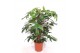 Philodendron pedatum 