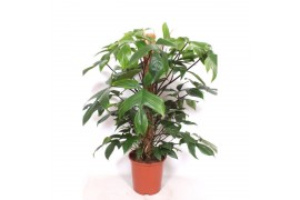 Philodendron pedatum