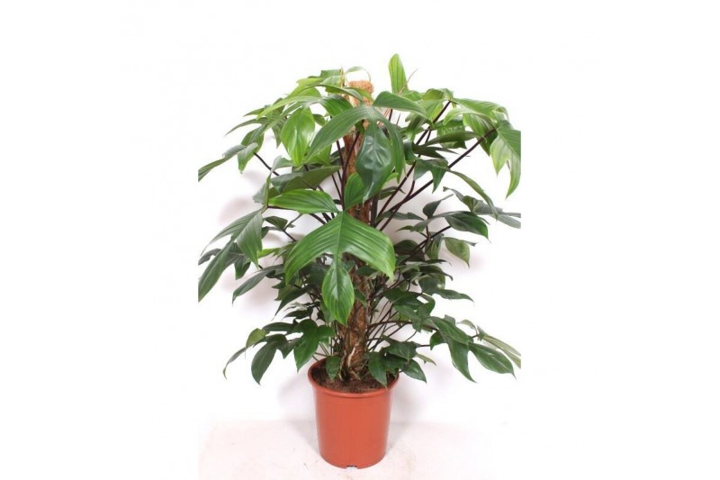 Philodendron pedatum 
