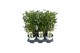 Laurus nobilis 