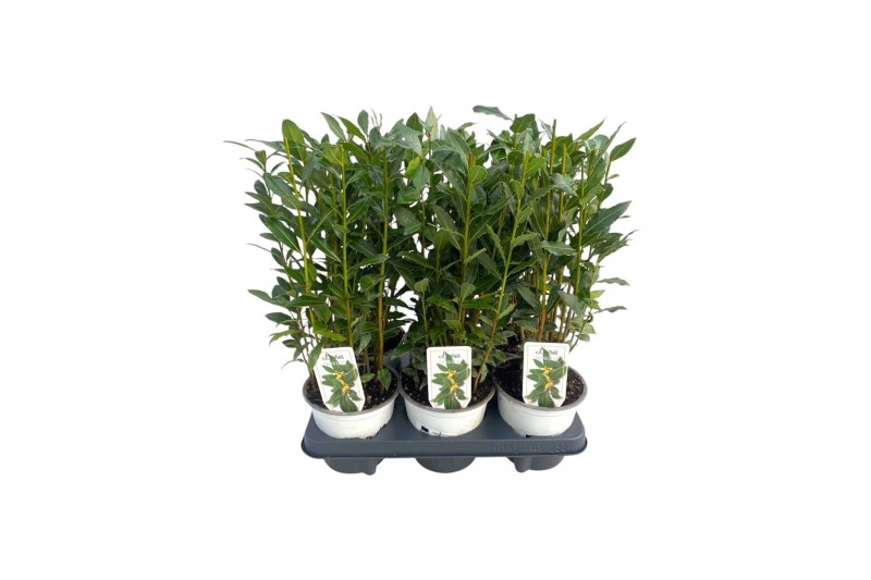 Laurus nobilis 