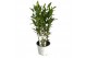 Laurus nobilis 