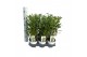 Laurus nobilis 