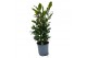 Laurus nobilis 
