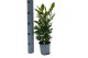 Laurus nobilis 