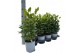 Laurus nobilis 