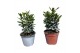 Laurus nobilis 