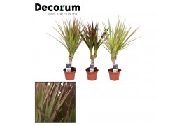 Dracaena mix 3 soorten Dracaena gemengd op stam 7 cm (Decorum) 1 pp