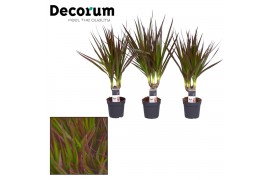 Dracaena marg. magenta Dracaena Magenta stam 7 cm (Decorum) 1 pp