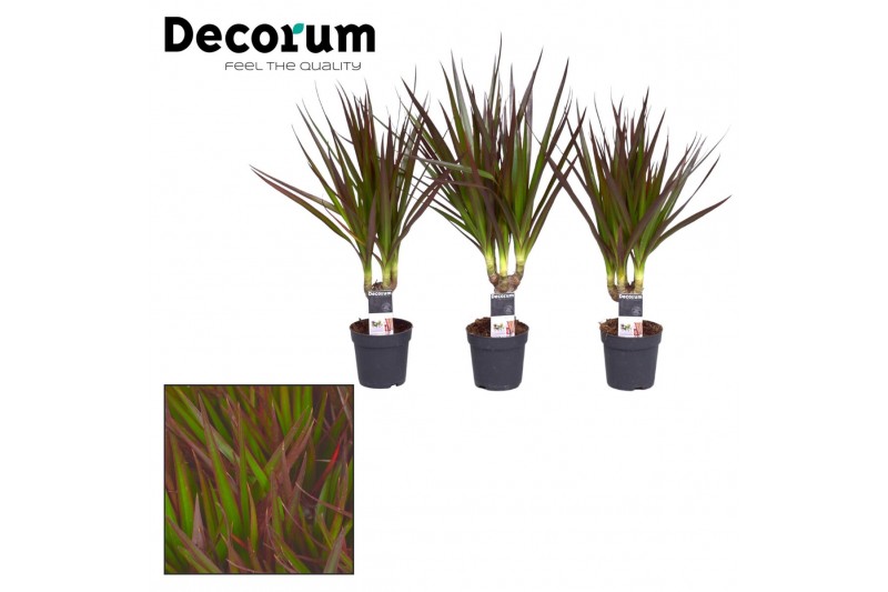 Dracaena marg. magenta Dracaena Magenta stam 7 cm (Decorum) 1 pp Dracaena marg. magenta Dracaena Magenta stam 7 cm (Decorum) 1 pp
