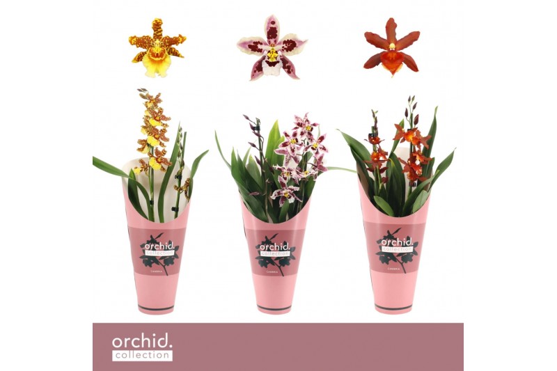 Cambria grp mix 3 kleuren Cambria, Mix 2-spike Orchid Collection Potco Cambria grp mix 3 kleuren Cambria, Mix 2-spike Orchid Collection Potco