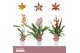 Cambria grp mix 3 kleuren Cambria, Mix 1-spike Orchid Collection 1 tak 