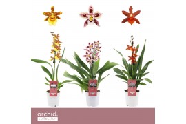 Cambria grp mix 3 kleuren Cambria, Mix 1-spike Orchid Collection 1 tak