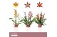 Cambria grp mix 3 kleuren Cambria, Mix 2-spike in Lotte White Orchid C 