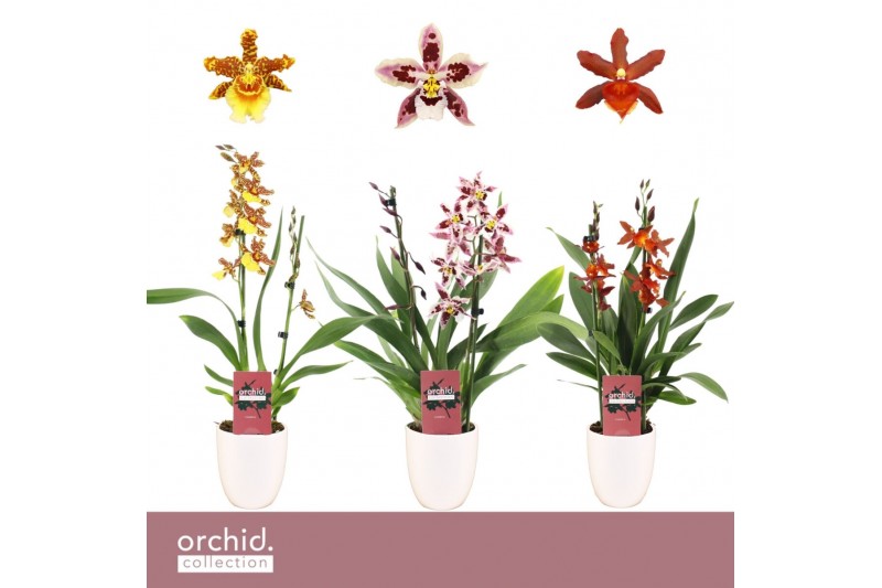 Cambria grp mix 3 kleuren Cambria, Mix 2-spike in Lotte White Orchid C Cambria grp mix 3 kleuren Cambria, Mix 2-spike in Lotte White Orchid C