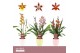 Cambria grp mix 3 kleuren Cambria, Mix 2-spike in Lotte Orchid Collect 