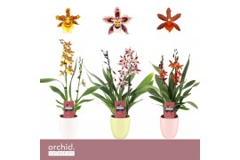 Cambria grp mix 3 kleuren Cambria, Mix 2-spike in Lotte Orchid Collect