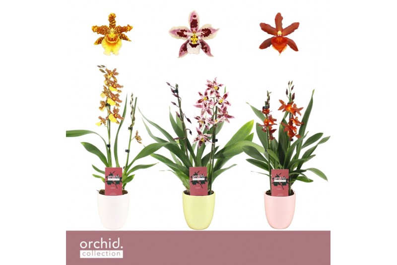 Cambria grp mix 3 kleuren Cambria, Mix 2-spike in Lotte Orchid Collect Cambria grp mix 3 kleuren Cambria, Mix 2-spike in Lotte Orchid Collect