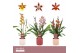 Cambria grp mix 3 kleuren Cambria, Mix 2-spike in Horizon Ribble Orchi 