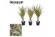 Dracaena marg. bicolor Dracaena Bicolor stam 7 cm (Decorum) 1 pp 