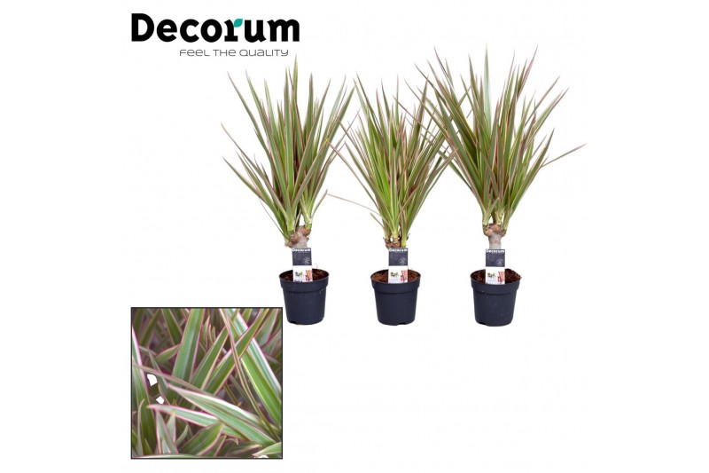 Dracaena marg. bicolor Dracaena Bicolor stam 7 cm (Decorum) 1 pp Dracaena marg. bicolor Dracaena Bicolor stam 7 cm (Decorum) 1 pp